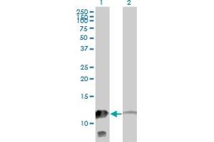 Western Blot analysis of MTPN expression in transfected 293T cell line by MTPN monoclonal antibody (M14), clone 1F3. (MTPN anticorps  (AA 1-118))