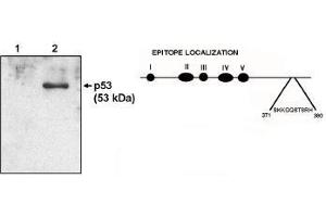 Western blot analysis  using p53 cln HR231 antibody at 1 µg/ml on native H1299 cells (1) and H1299 cells transfected with human p53. (p53 anticorps  (AA 371-380))
