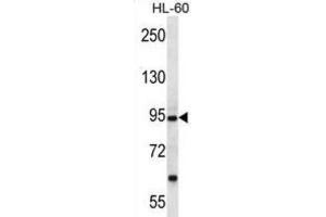 Western Blotting (WB) image for anti-Protocadherin alpha 12 (PCDHA12) antibody (ABIN2997167) (PCDHA12 anticorps)
