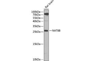 Western blot analysis of extracts of rat brain, using NB antibody (ABIN6132989, ABIN6144383, ABIN6144385 and ABIN6223030) at 1:1000 dilution. (NAT8B anticorps  (AA 75-165))