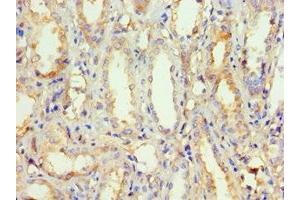 Immunohistochemistry of paraffin-embedded human kidney tissue using ABIN7162919 at dilution of 1:100 (Periostin anticorps  (AA 557-836))