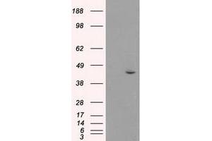 Image no. 1 for anti-Mitogen-Activated Protein Kinase 8 (MAPK8) (AA 1-384) antibody (ABIN1490768)