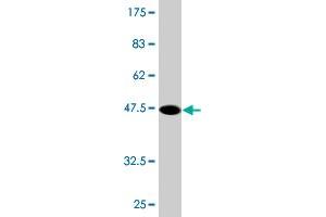 Western Blot detection against Immunogen (47.