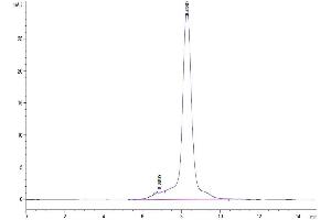 The purity of Canine IL-23R is greater than 95 % as determined by SEC-HPLC.
