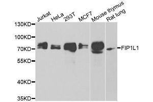 Western blot analysis of extracts of various cell lines, using FIP1L1 antibody. (FIP1L1 anticorps  (AA 1-300))