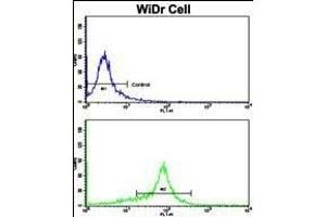 Flow cytometric analysis of WiDr cells using P15 Antibody (N-term)(bottom histogram) compared to a negative control cell (top histogram). (MMP15 anticorps  (N-Term))