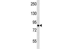 MCM7 antibody western blot analysis in Jurkat lysate.