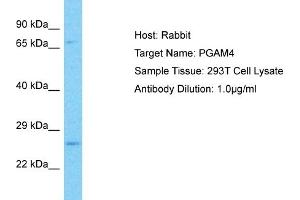 Host: Rabbit Target Name: PGAM4 Sample Type: 293T Whole Cell lysates Antibody Dilution: 1. (PGAM4 anticorps  (C-Term))
