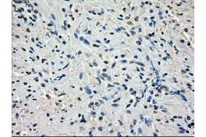 Image no. 11 for anti-P450 (Cytochrome) Oxidoreductase (POR) antibody (ABIN1497744) (POR anticorps)