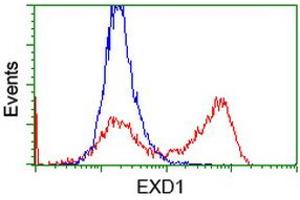 Flow Cytometry (FACS) image for anti-Exonuclease 3'-5' Domain Containing 1 (EXD1) antibody (ABIN1498135) (EXD1 anticorps)