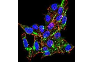 Immunofluorescence analysis of Hela cells using DDX58 mouse mAb (green).