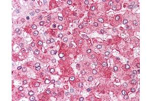 Anti-ERAP1 / ARTS1 antibody IHC of human liver.