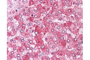 Anti-ERAP1 / ARTS1 antibody IHC of human liver. (ERAP1 anticorps  (Internal Region))