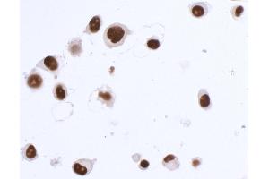 Immunocytochemistry (ICC) image for anti-SRY (Sex Determining Region Y)-Box 10 (SOX10) (AA 416-466) antibody (ABIN7454037)