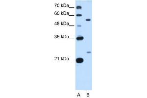 LOC642486 antibody used at 0. (LOC642486 anticorps  (C-Term))