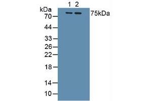 Figure. (IL1R1 anticorps  (AA 120-208))