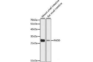 Western blot analysis of extracts of various cell lines using FADD Polyclonal Antibody at dilution of 1:1000. (FADD anticorps)