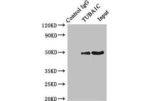 Immunoprecipitating TUBA1C in K562 whole cell lysate Lane 1: Rabbit control IgG instead of ABIN7173659 in K562 whole cell lysate. (TUBA1C anticorps  (AA 29-184))