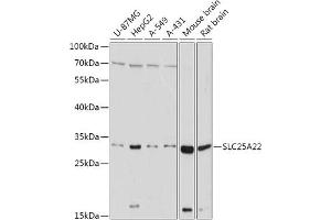 Western blot analysis of extracts of various cell lines, using SLC25 antibody (ABIN7270436) at 1:1000 dilution.