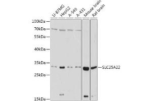 Western blot analysis of extracts of various cell lines, using SLC25 antibody (ABIN7270436) at 1:1000 dilution. (SLC25A22 anticorps  (AA 128-188))