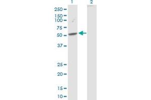Western Blot analysis of SEMA3D expression in transfected 293T cell line by SEMA3D MaxPab polyclonal antibody.