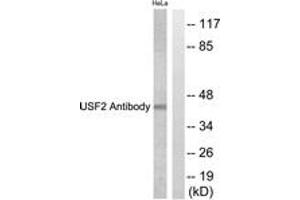 Western blot analysis of extracts from HeLa cells, using USF2 Antibody.