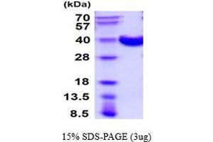 SDS-PAGE (SDS) image for Inositol Monophosphatase Domain Containing 1 (IMPAD1) (AA 34-356) protein (His tag) (ABIN5854544)