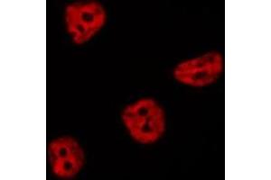 ABIN6276809 staining  RAW264. (CDC25C anticorps  (Internal Region))