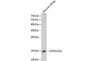 Western blot analysis of extracts of Mouse kidney using ATP6V1G3 Polyclonal Antibody at dilution of 1:1000.