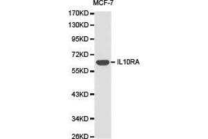 Western Blotting (WB) image for anti-Interleukin 10 Receptor, alpha (IL10RA) antibody (ABIN1873185) (IL-10RA anticorps)
