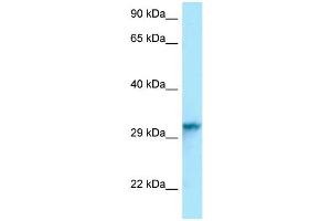 Host: Rabbit Target Name: Hnrnpc Antibody Dilution: 1. (HNRNPC anticorps  (C-Term))