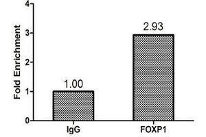 Chromatin Immunoprecipitation Hela (1. (FOXP1 anticorps  (AA 1-114))