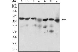 Western blot analysis using BACE1 mouse mAb against Hela (1), SK-N-SH (2), HepG2 (3), C6 (4), PC-12 (5), PANC-1 (6), NIH/3T3 (7) cell lysate.