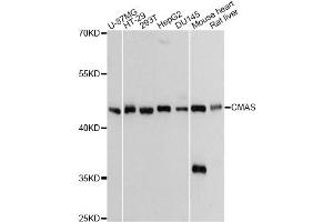 Western blot analysis of extracts of various cell lines, using CMAS Antibody. (CMAS anticorps)
