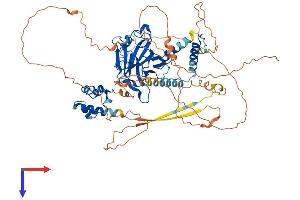 AlphaFold protein structure predicition of Human Recombinant TP63 Protein, UniprotID Q9H3D4