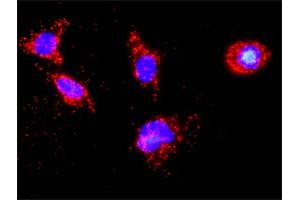 Proximity Ligation Analysis of protein-protein interactions between TP53 and CSNK1D. (Casein Kinase 1 delta anticorps  (AA 301-415))