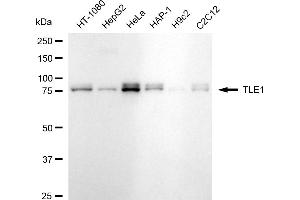 Western blotting analysis using TLE1 antibody (ABIN7800602).