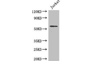 Western Blot Positive WB detected in: Jurkat whole cell lysate All lanes: SPPL2A antibody at 2 μg/mL Secondary Goat polyclonal to rabbit IgG at 1/50000 dilution Predicted band size: 59 kDa Observed band size: 59 kDa (SPPL2A anticorps  (AA 26-172))