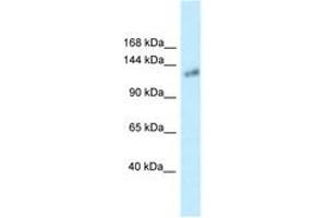 Image no. 1 for anti-Klotho (KL) (AA 100-149) antibody (ABIN6747658) (Klotho anticorps  (AA 100-149))
