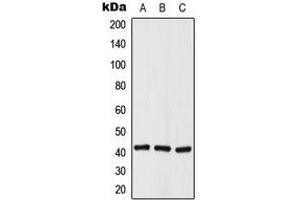 Western blot analysis of Histone Deacetylase 8 (pS39) expression in A549 (A), NIH3T3 (B), rat kidney (C) whole cell lysates. (HDAC8 anticorps  (N-Term, pSer39))