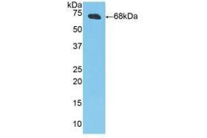 Western blot analysis of recombinant Pig CKM. (CKM anticorps  (AA 11-367))