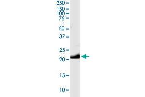 GCG MaxPab rabbit polyclonal antibody.