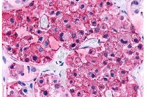 Anti-CRHR2 antibody  ABIN1048468 IHC staining of human brain, pituitary.