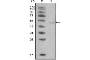 Western Blot showing LPL antibody used against Hela cell lysate (1). (Lipoprotein Lipase anticorps)