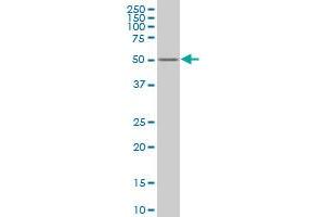 ZNF213 monoclonal antibody (M02), clone 3D3 Western Blot analysis of ZNF213 expression in K-562 .