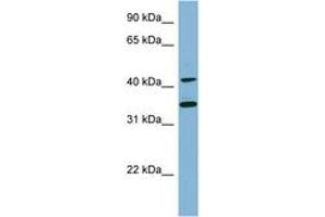 Image no. 1 for anti-B-Cell Linker (BLNK) (C-Term) antibody (ABIN6741821) (B-Cell Linker anticorps  (C-Term))
