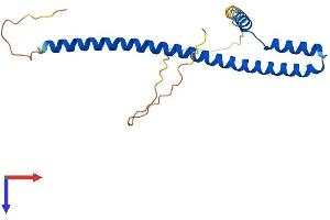 AlphaFold protein structure predicition of Mouse Recombinant Tle5 Protein, UniprotID P63002