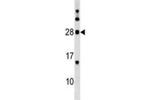 MOG antibody western blot analysis in K562 lysate. (MOG anticorps  (AA 82-109))
