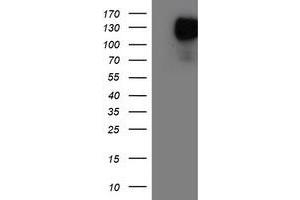 Western Blotting (WB) image for anti-Glutamyl Aminopeptidase (Aminopeptidase A) (ENPEP) antibody (ABIN1498028)