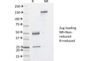 SDS-PAGE Analysis Purified YBX1 Mouse Monoclonal Antibody (YBX1/2430). (YBX1 anticorps)